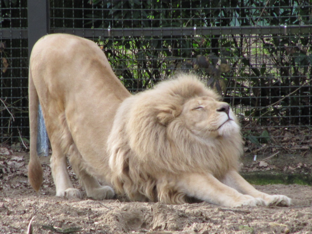 Lion_stretching_at_Ouwehands_2010
